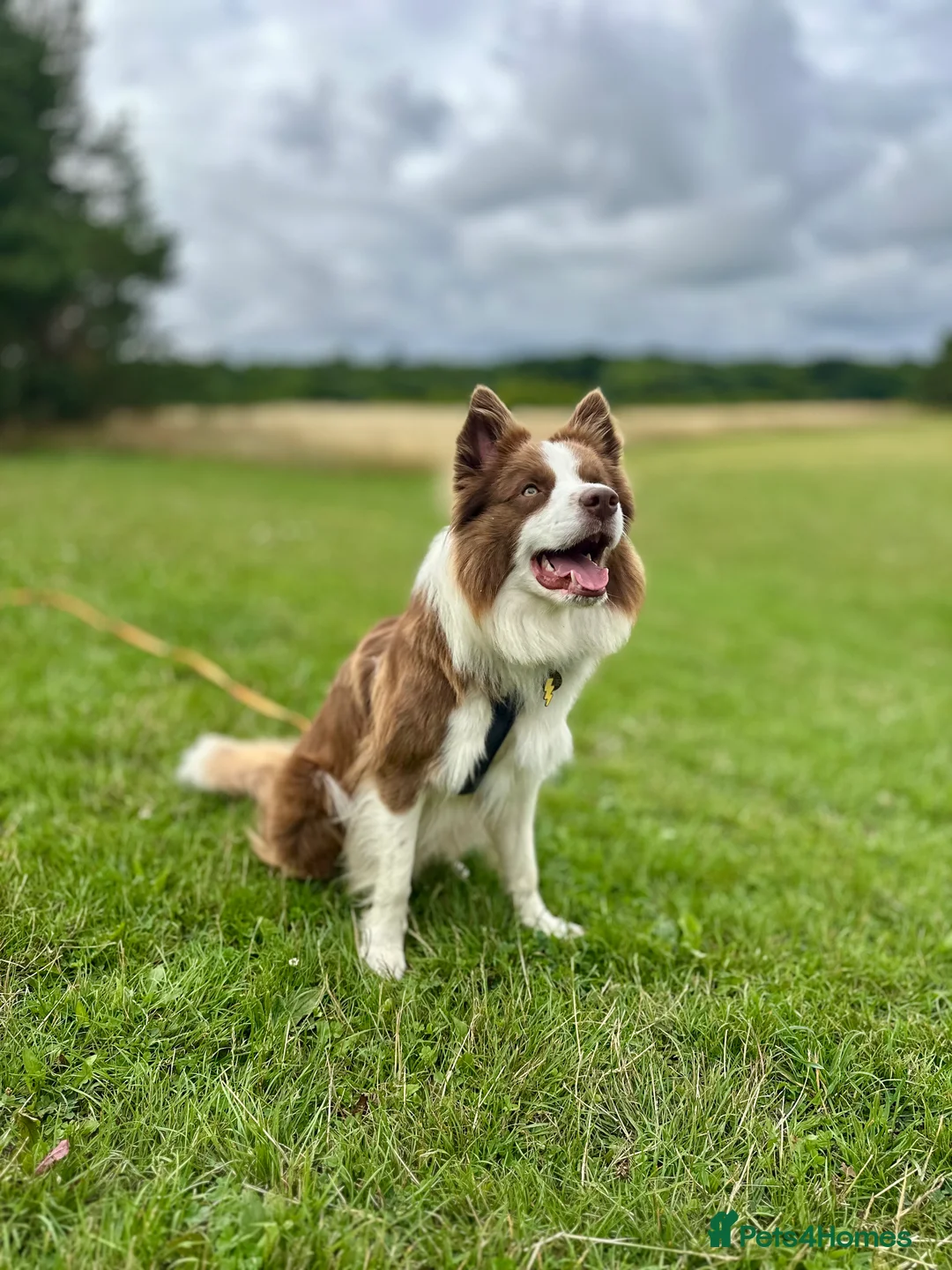 Border Collie dogs for stud: Kajtek Red-white border collie FOR STUD - Advert 2