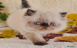 Persian cats for sale: Persian Kittens - Image 20
