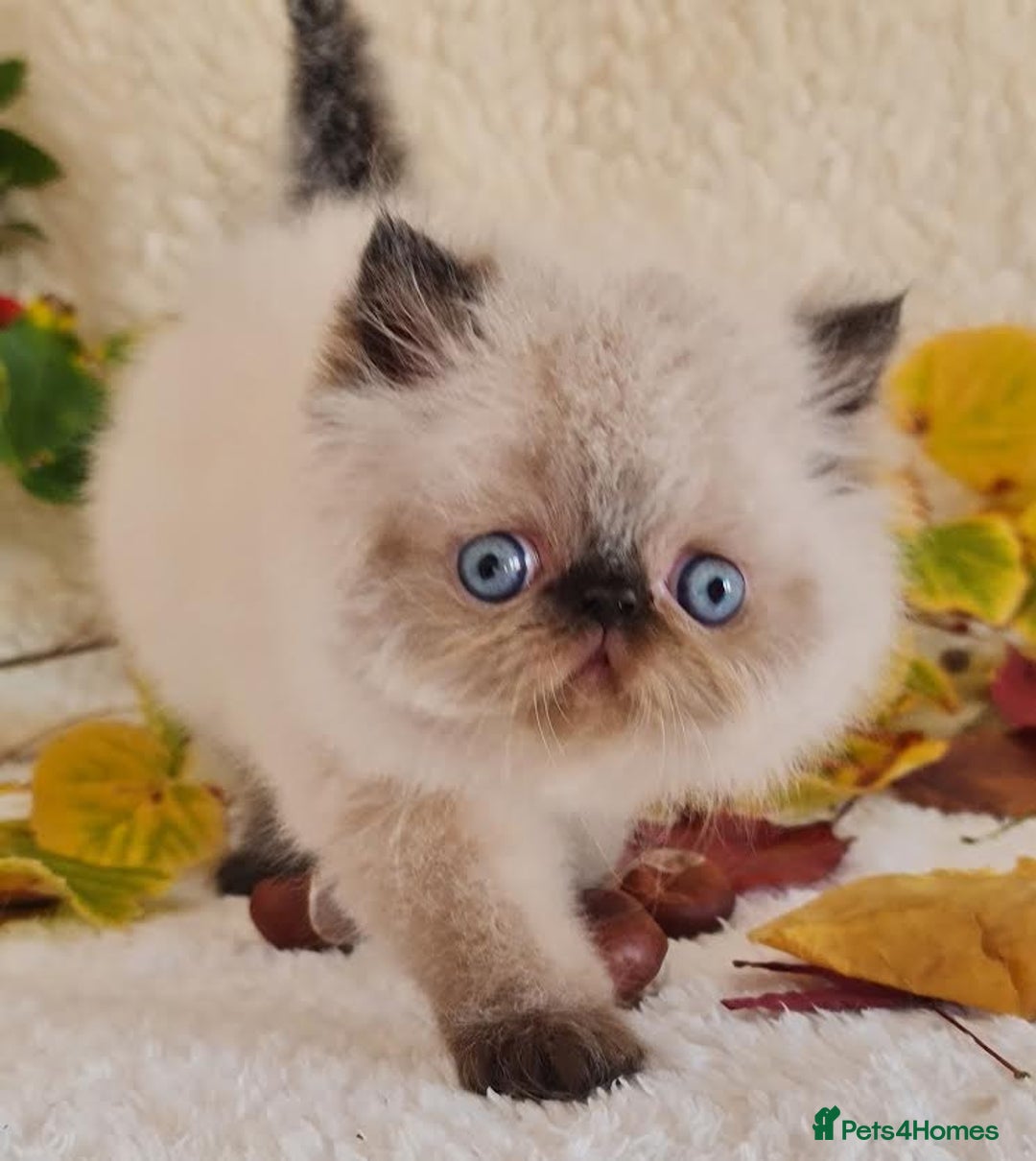 Persian cats for sale: Persian Kittens - Image 20