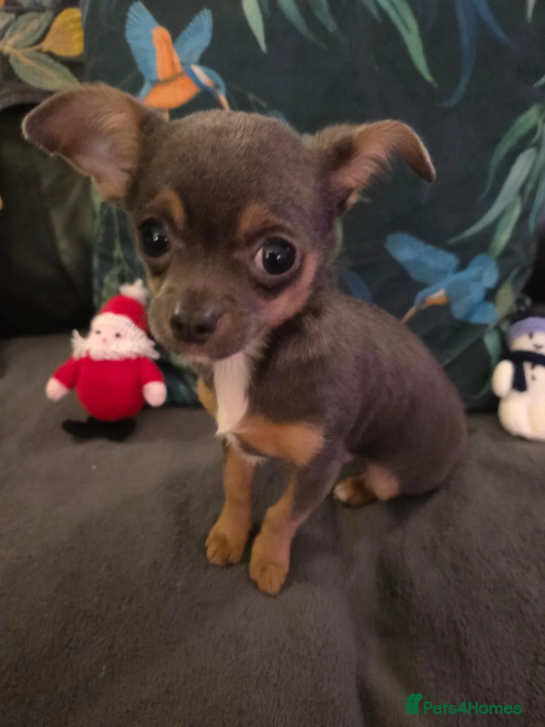 Chihuahua dogs for stud: Tiny chihuahua proven stud  in ELY - Advert 5