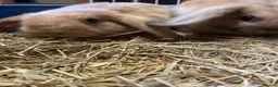 Mini Lop rabbits for sale: Adorable Mini Lop Baby Bunnies  - Advert 5