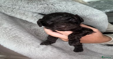 Cockapoo dogs - Advert 7