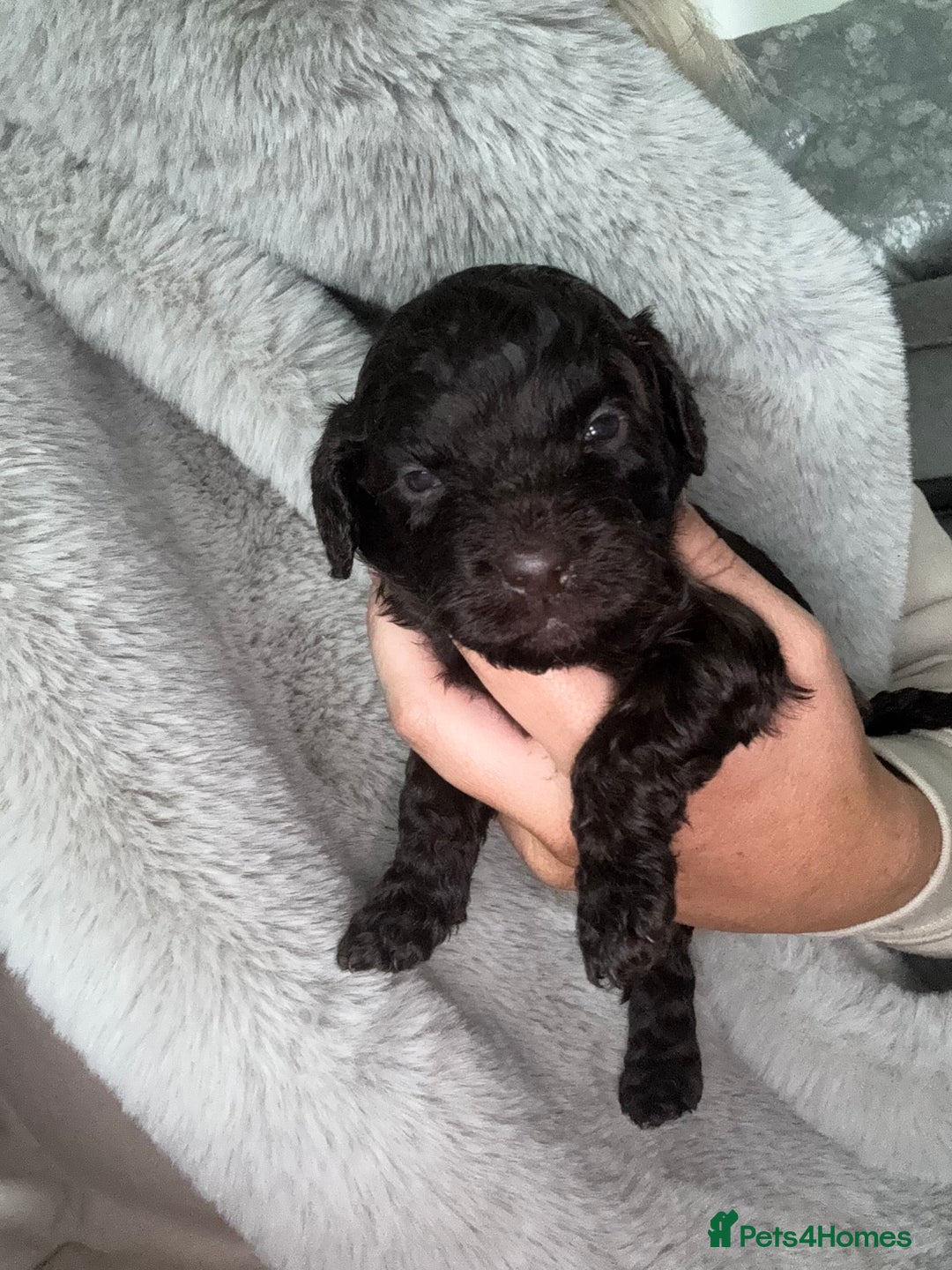 Cockapoo dogs for sale: Cockerpoos  - Image 4