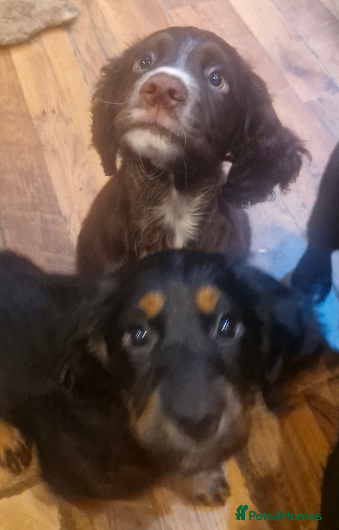 Cocker Spaniel dogs for sale: Last boy left !! working cocker spaniels - Advert 29