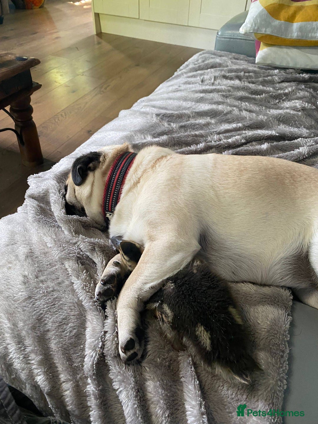 Mixed Breed dogs for sale: The Pug Who Raised a Duck Is Now Expecting Her Own - Advert 2