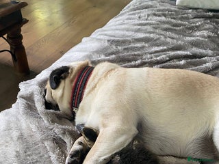 Mixed Breed dogs The Pug Who Raised a Duck Is Now Expecting Her Own - Advert 1