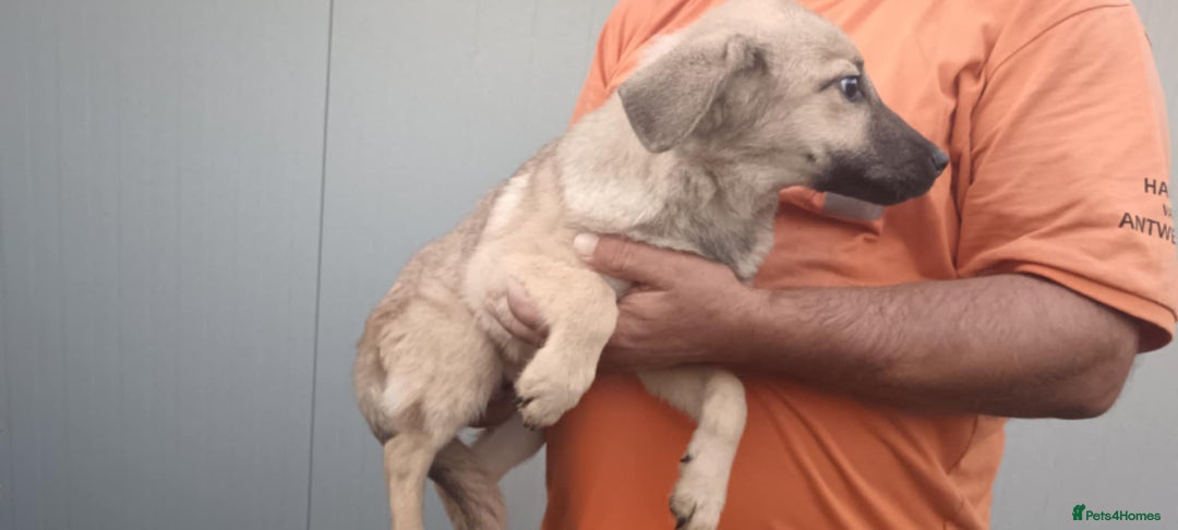 Mixed Breed dogs for adoption: 💖 Maxie – a gentle girl with the softest heart 💖 - Advert 6