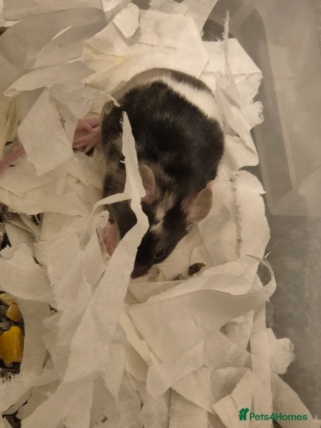 Mouse rodents for sale: Female and male Fancy mice available. - Advert 4