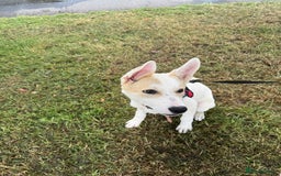 Mixed Breed dogs for sale: Jasmin - Image 5