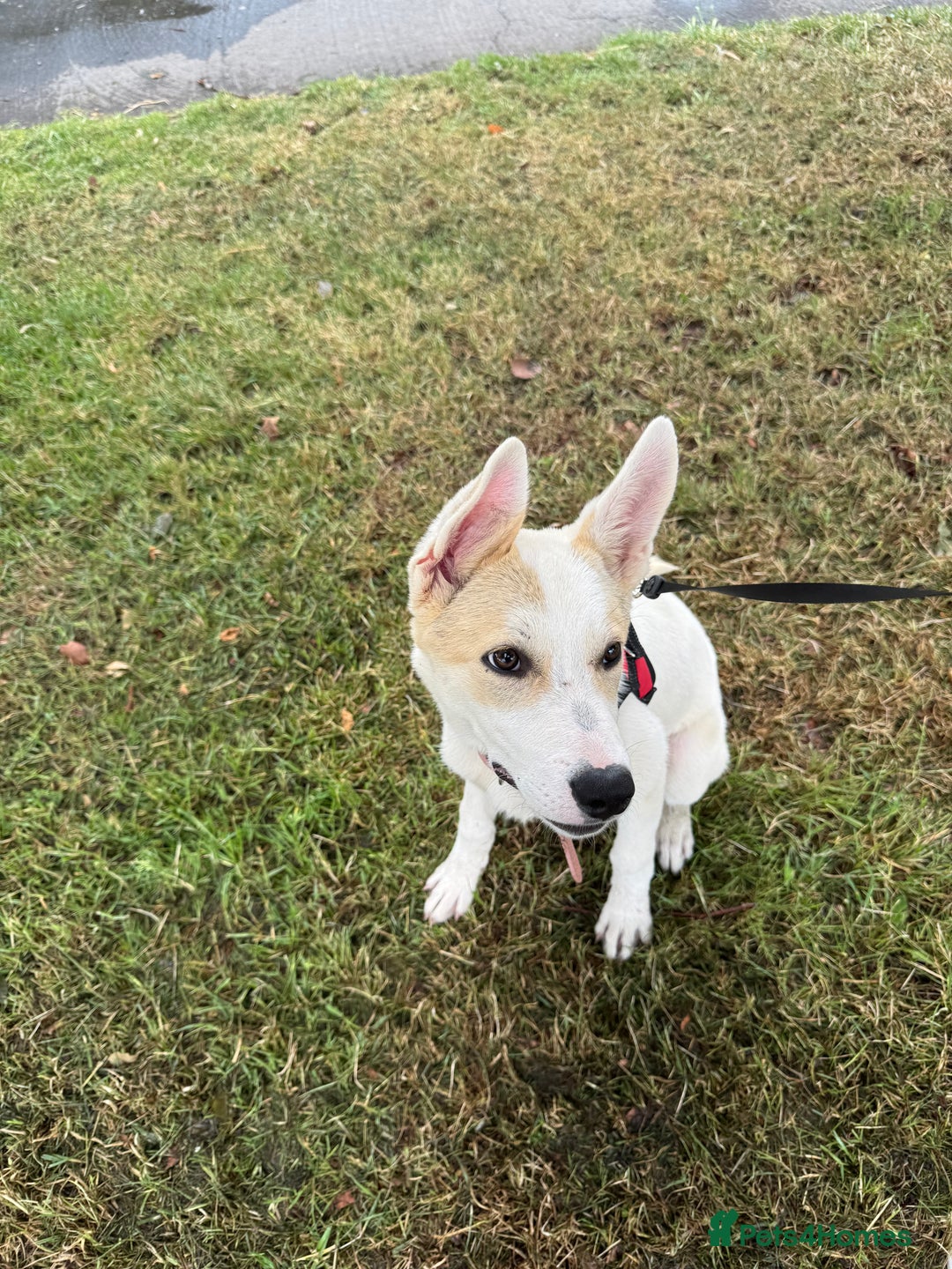 Mixed Breed dogs for sale: Jasmin - Image 5