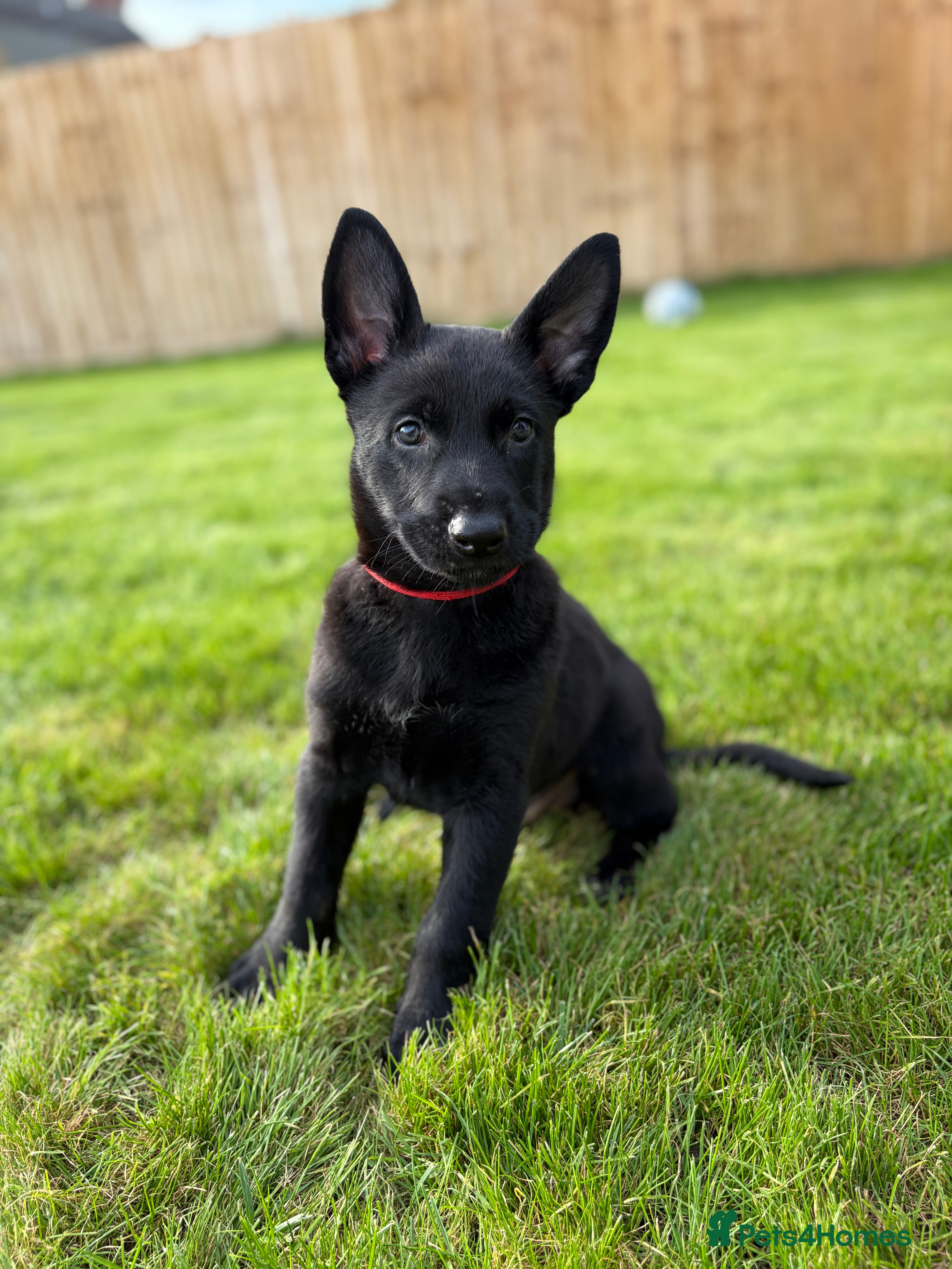 Belgian Shepherd Dog dogs EXCEPTIONAL WORKING LINE SHEPHERDS! - Advert 2