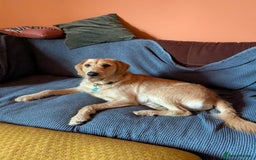 Labradoodle dogs for sale: Meet Eugene the Labra-dude - Image 8