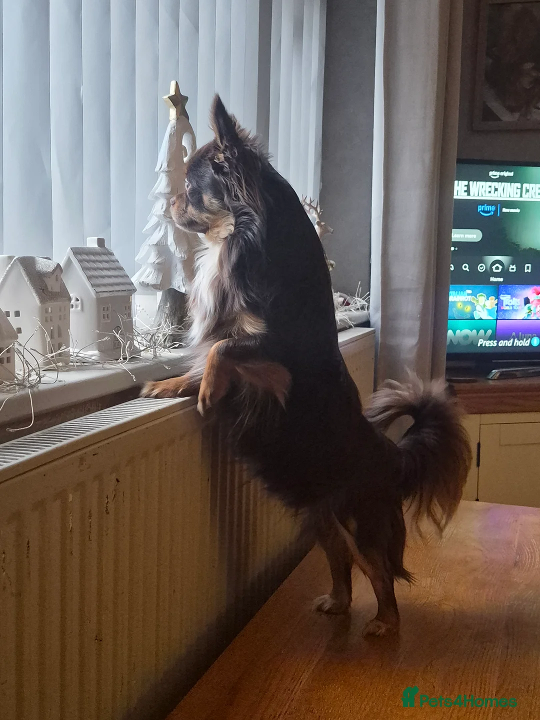 Chihuahua dogs for stud: Robin of Loxley is waiting for his Maid Marion. - Advert 1