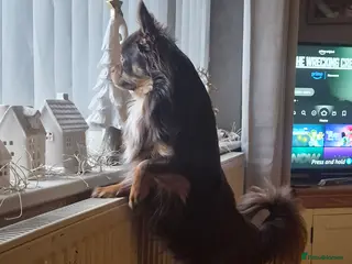 Chihuahua dogs Robin of Loxley is waiting for his Maid Marion. - Advert 6