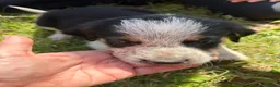 Border Collie dogs for sale: Border collie puppies  - Advert 21