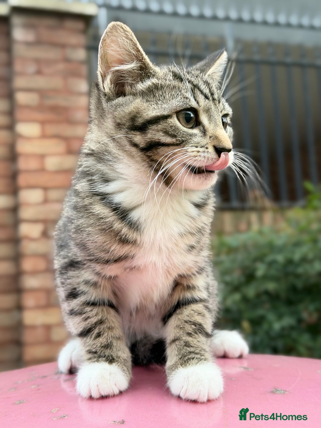 Norwegian Forest Cat cats for sale: Norwegian Forest Cat Mix kitten - Advert 10