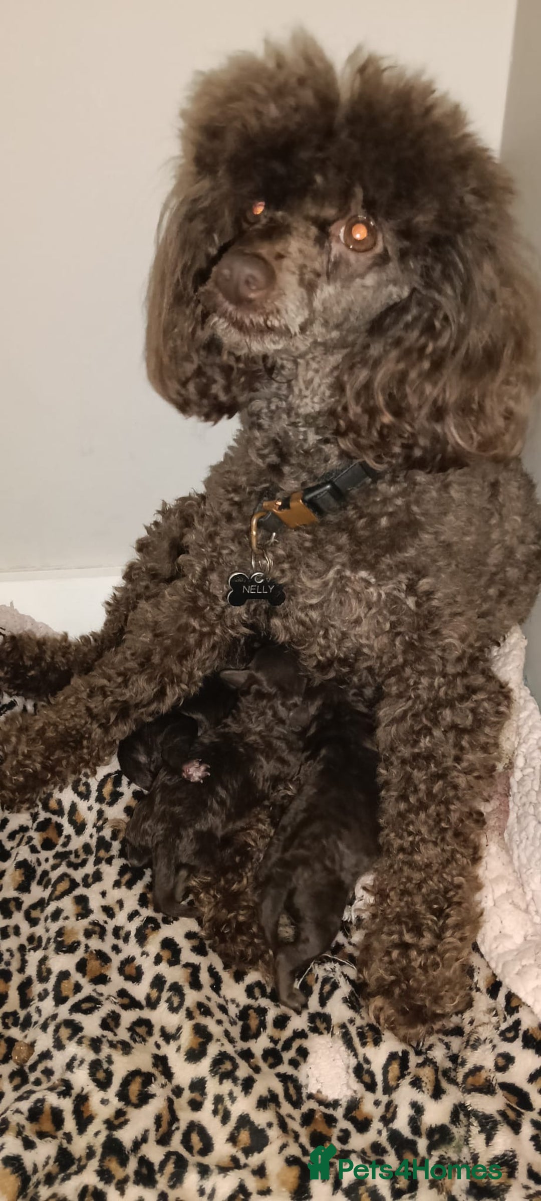 Toy Poodle dogs for sale: Chocolate tiny toy poodle  - Advert 8