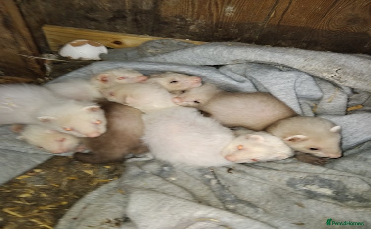 Ferret rodents - Advert 2