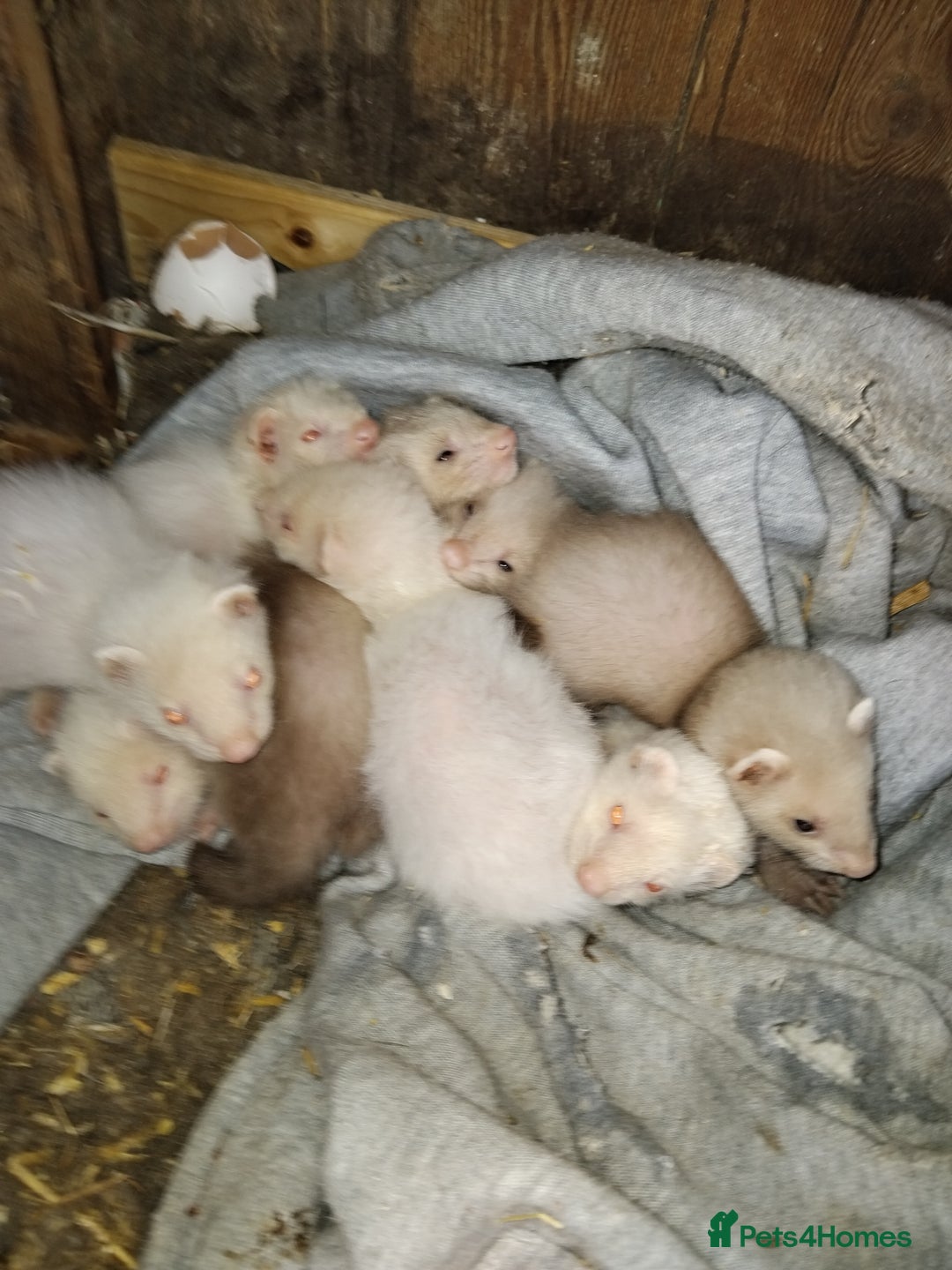Ferret rodents for sale: Mixed ferrets  - Image 1