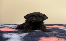 Cavapoo dogs for sale: 7 beautiful cavapoos  - Image 4