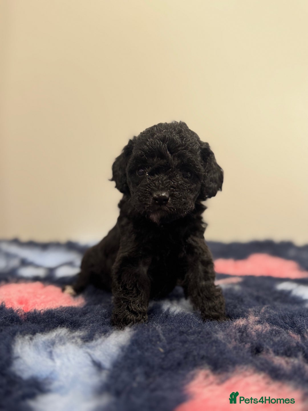 Cavapoo dogs for sale: 7 beautiful cavapoos  - Image 4
