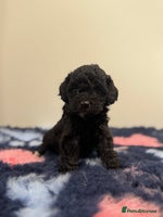 Cavapoo dogs - Advert 11