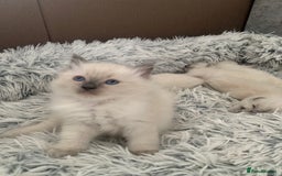 Ragdoll cats for sale: Pure Bluepoint Ragdoll Kittens - Image 10