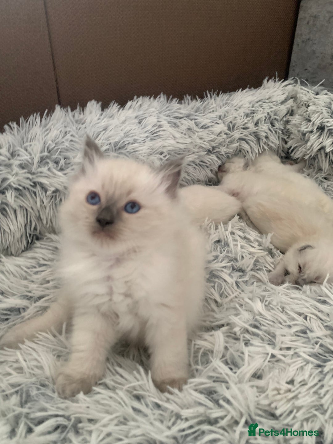 Ragdoll cats for sale: Pure Bluepoint Ragdoll Kittens - Image 10