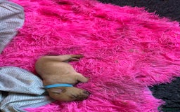 Dogue De Bordeaux dogs for sale: Dogue De Bordauex Puppies for sale - Image 17