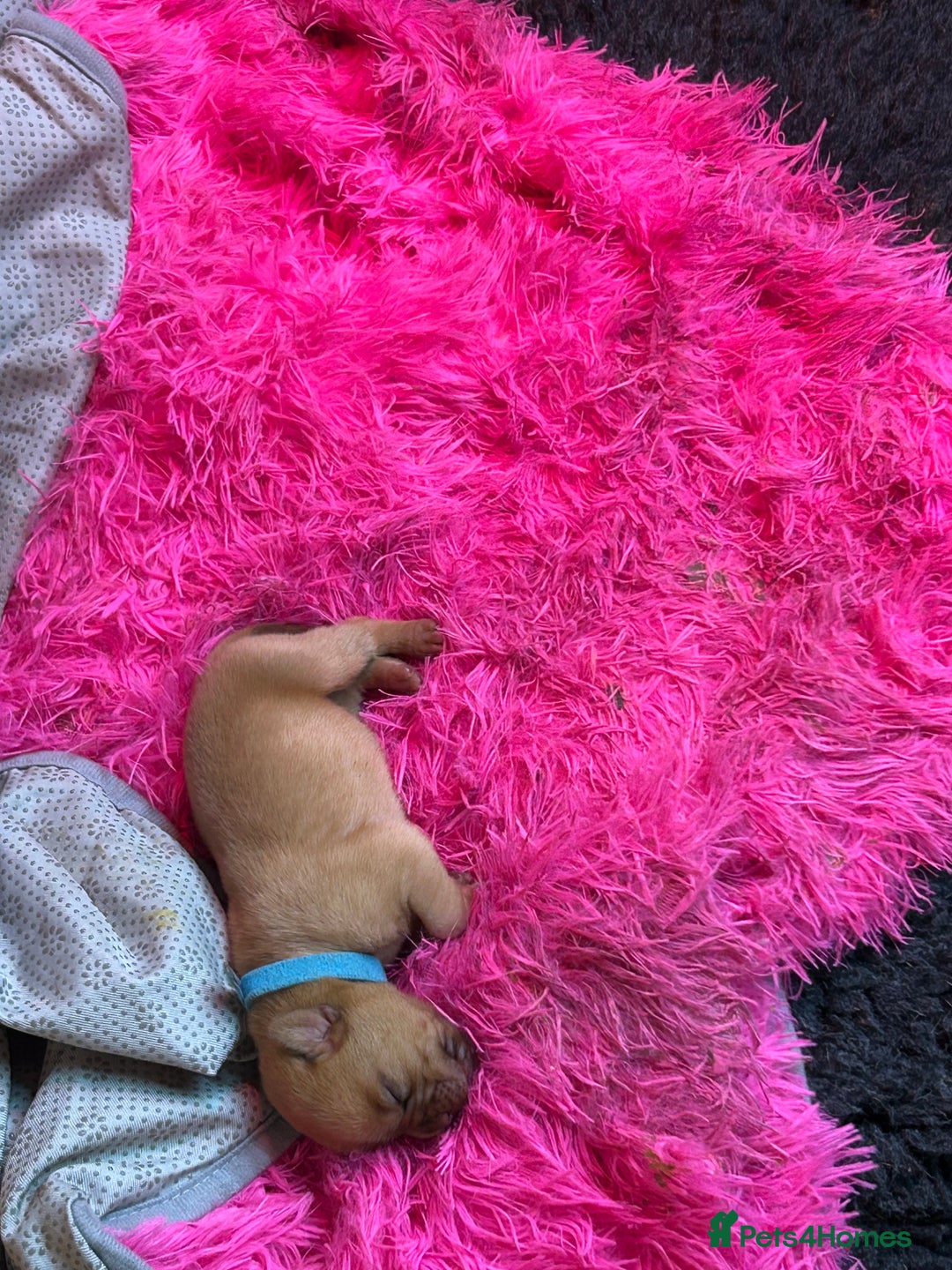 Dogue De Bordeaux dogs for sale: Dogue De Bordauex Puppies for sale - Image 17