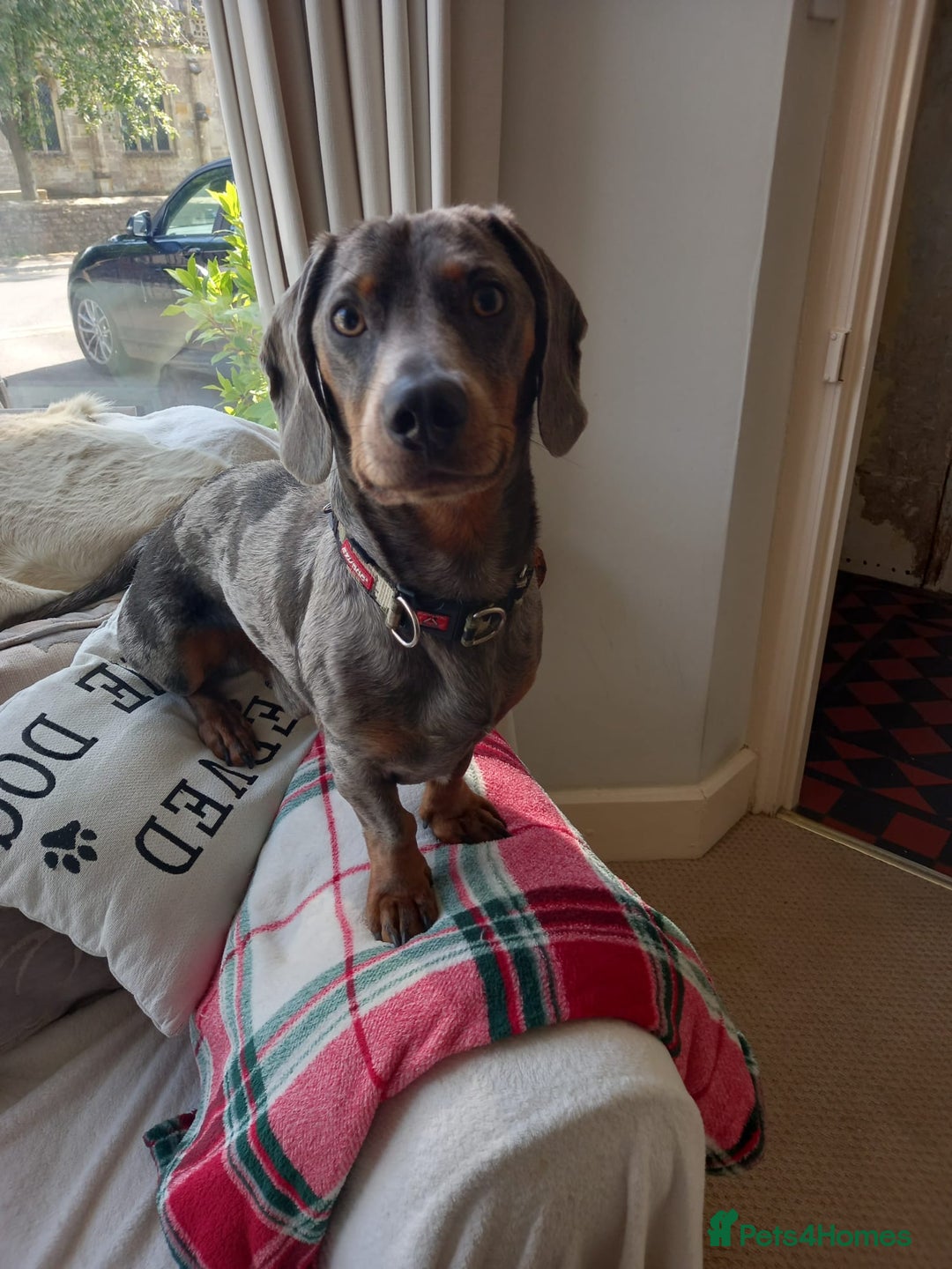 Miniature Dachshund dogs for stud: Proven dapple dachshund for stud - Image 2