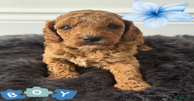 Cavapoo dogs - Advert 8