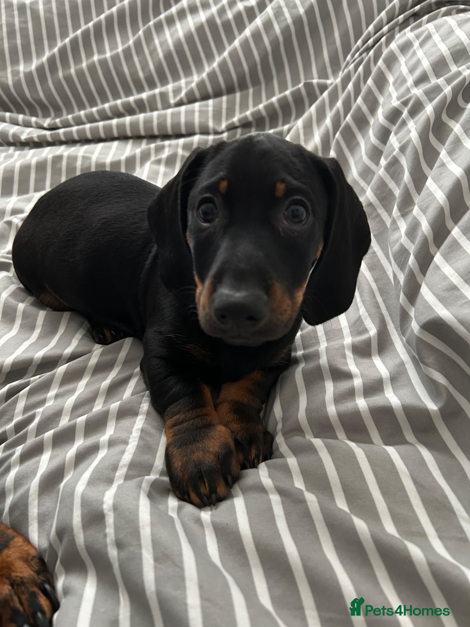 Dachshund dogs     Adorable Puppy Looking for a Loving Home - Advert 2