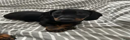 Dachshund dogs for sale:     Adorable Puppy Looking for a Loving Home - Advert 1