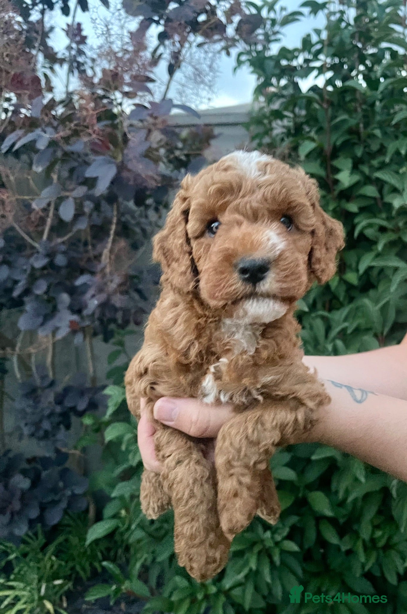 Maltipoo dogs F1b Toy Maltipoo Puppies Ready 22 July | Essex - Advert 2