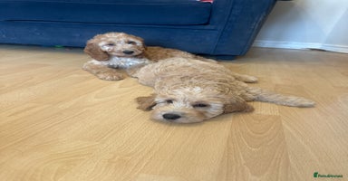 Irish Doodle dogs - Advert 2