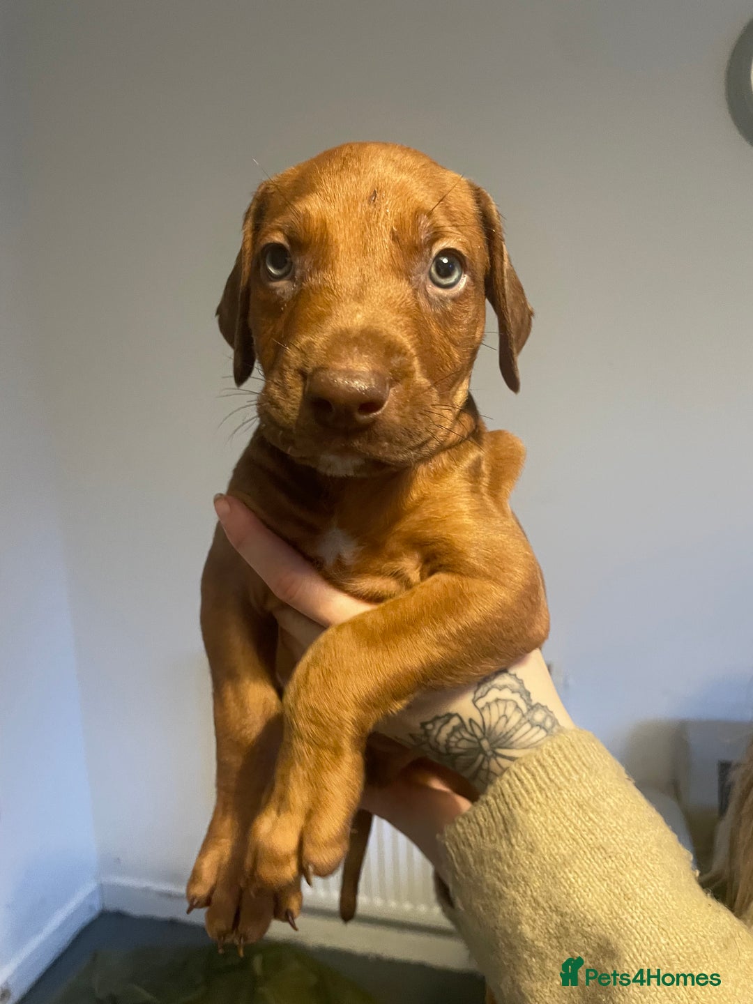 Mixed Breed dogs for sale: Doberman pups  - Advert 11