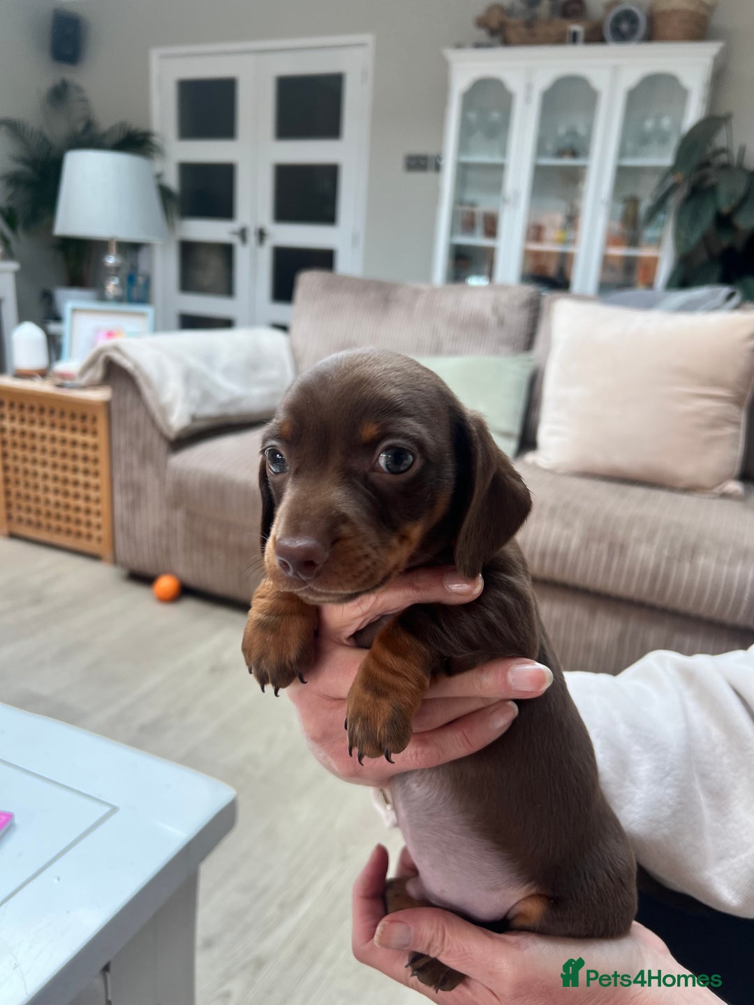 Dachshund dogs for sale: Standard Dachshund puppies for sale - Image 11