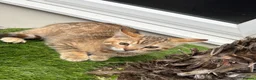 Mixed Breed cats for sale: Half bengal kittens  - Advert 7