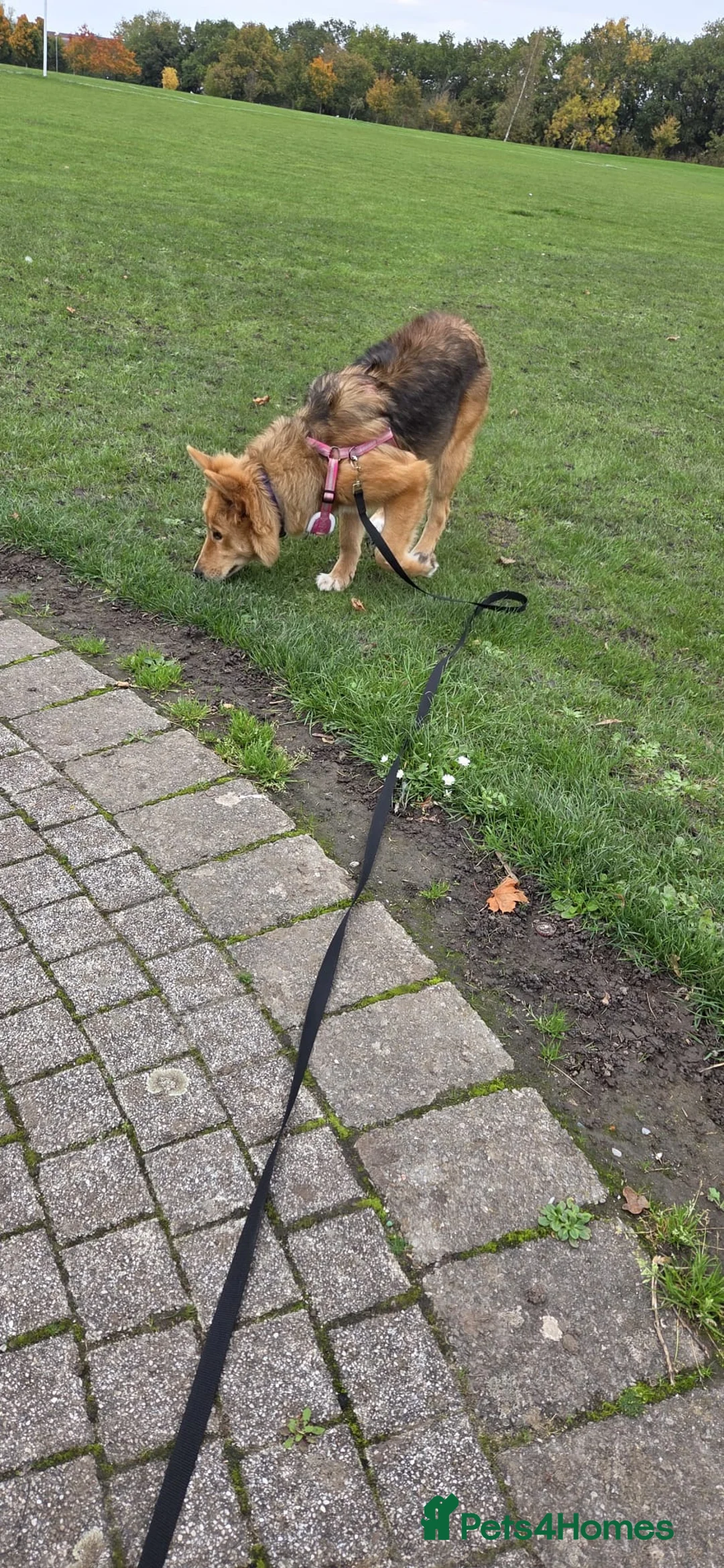 Mixed Breed dogs for sale: Zelda - German Shepard X Husky X Border collie - Advert 10