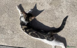 Bengal cats for sale: Gorgeous Half Bengal Female - Image 3