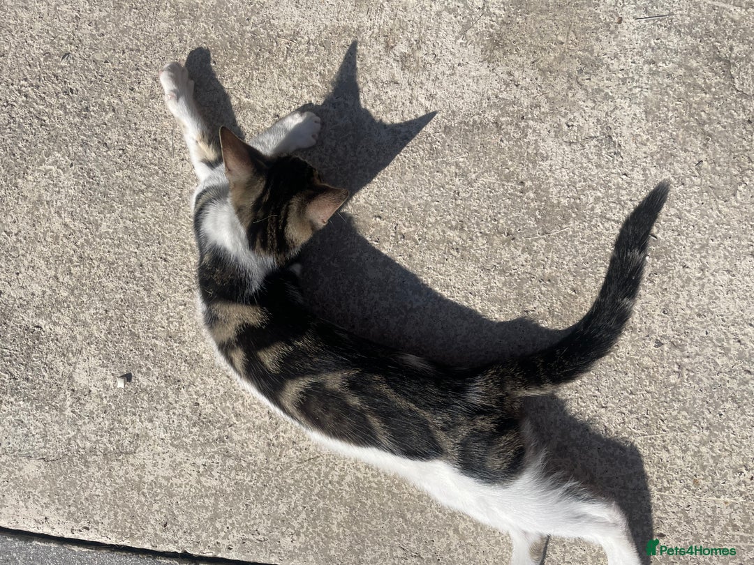 Bengal cats for sale: Gorgeous Half Bengal Female - Image 3
