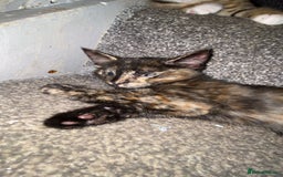 Bengal cats for sale: Half Bengal kittens - Image 4