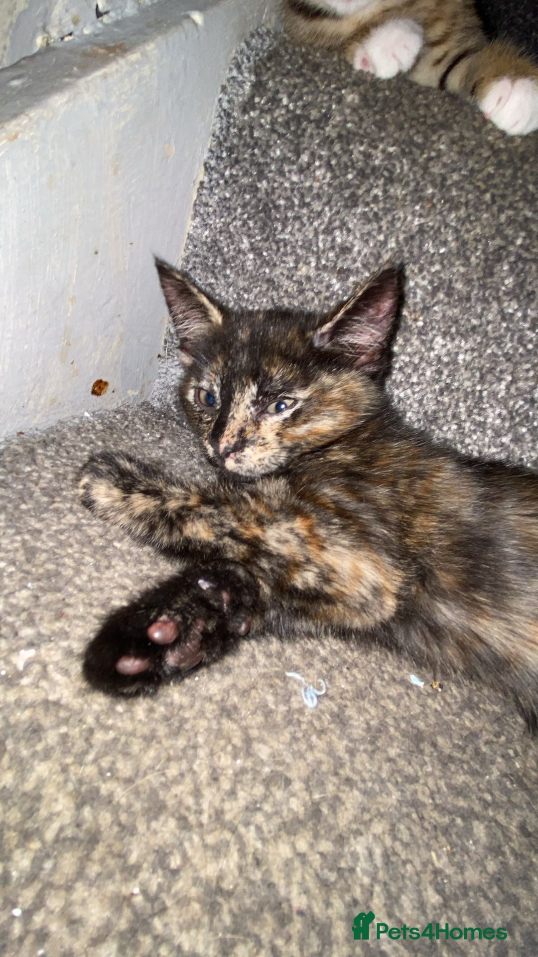 Bengal cats for sale: Half Bengal kittens - Image 4