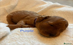Cockapoo dogs for sale: ⭐️Exceptional litter - Cockapoo F1BB⭐️ - Image 12