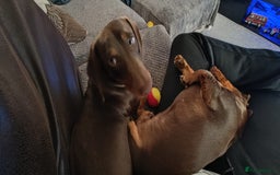 Dachshund dogs for sale: Two Dachshund Brothers - Image 17