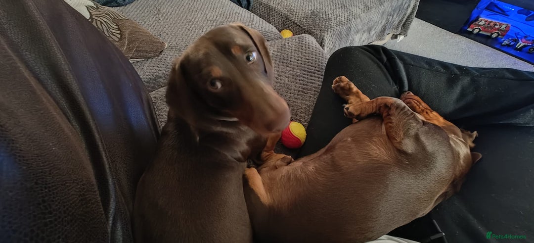 Dachshund dogs for sale: Two Dachshund Brothers - Image 17