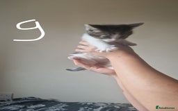 Mixed Breed cats for sale: 3 tabby kittens  - Image 1