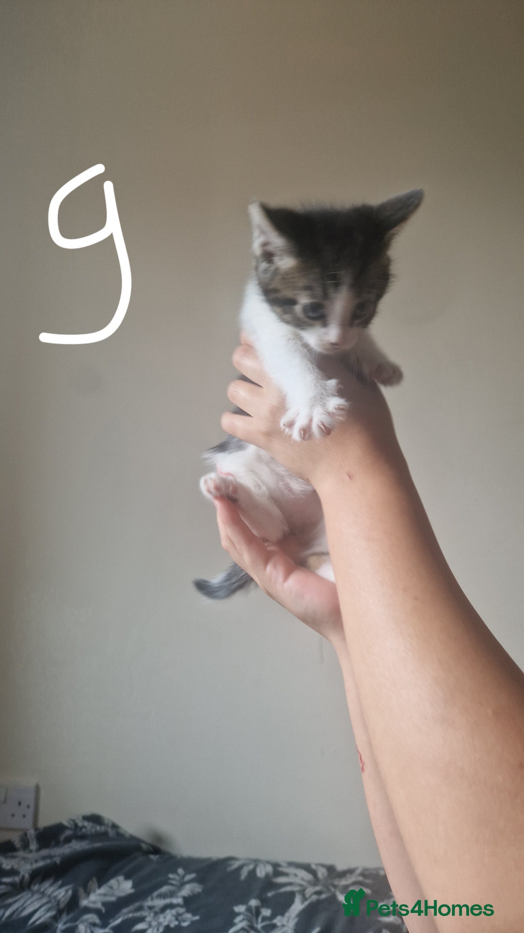 Mixed Breed cats for sale: 3 tabby kittens  - Image 1