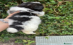 Shih Tzu dogs for sale: Shih tzu pups for sale  - Image 4
